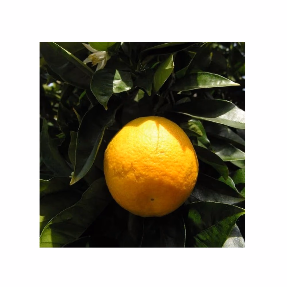 Oshadhi Sweet Orange Oil 5ml 2